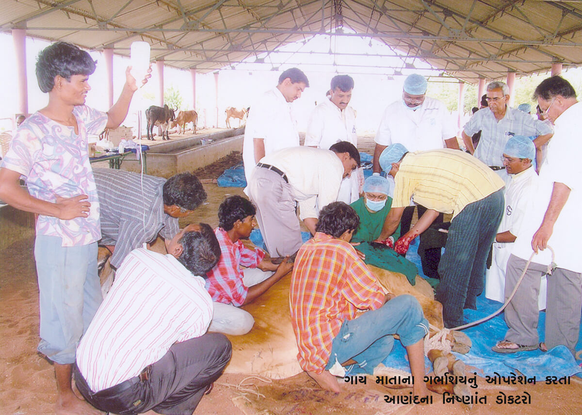 Medical Treatment at Wankaner Andh Apang Gau Aashram - Gujarat, Leg Operation