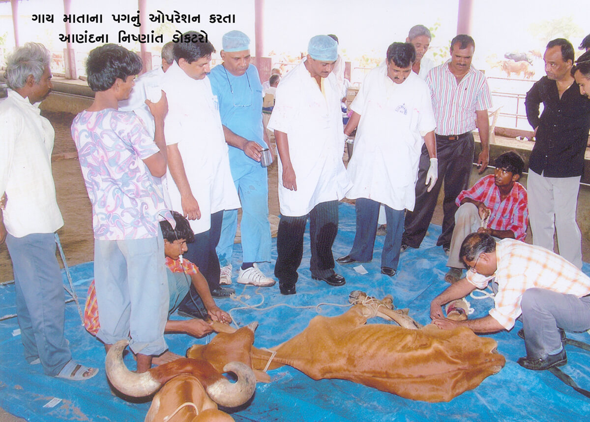 Medical Treatment at Wankaner Andh Apang Gau Aashram - Gujarat, Leg Operation