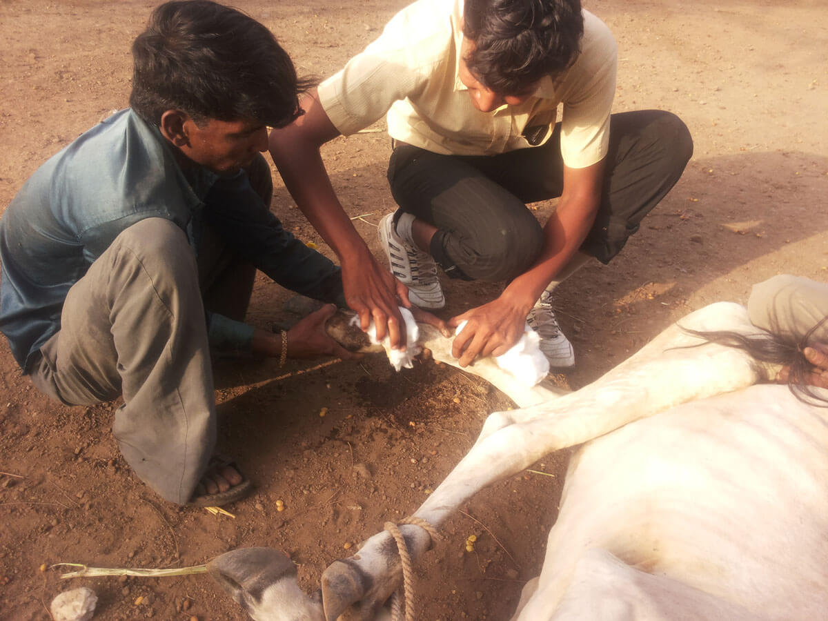 Medical Treatment at Wankaner Andh Apang Gau Aashram - Gujarat