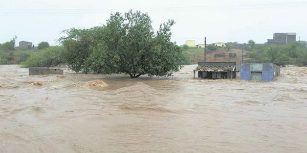 Helping Cows In Banashkantha Flood With Food