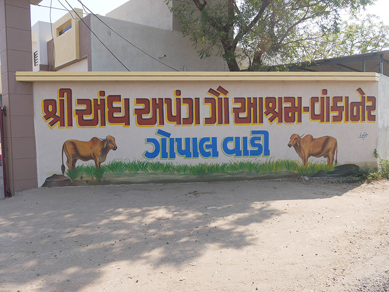 Andh - Apang Gau Aashram is situated at Gopal Vadi in Wankaner Taluka of Morbi District, Gujarat.