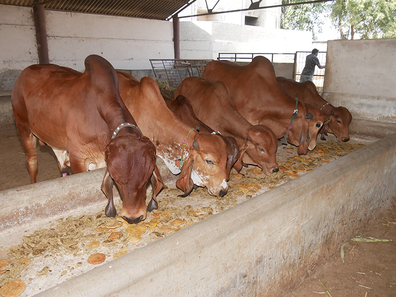 Gau Seva at Andh Apang Gau Aashram - Wankaner