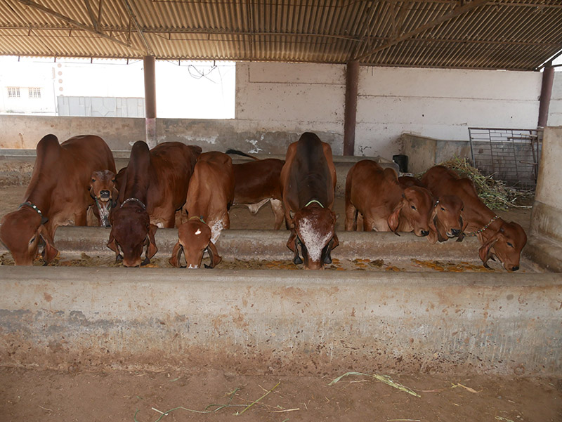 Gau Seva at Andh Apang Gau Aashram - Wankaner