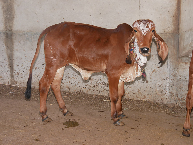 Gau Seva at Andh Apang Gau Aashram - Wankaner