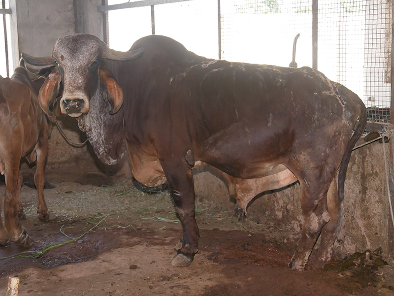 Gau Seva at Andh Apang Gau Aashram - Wankaner