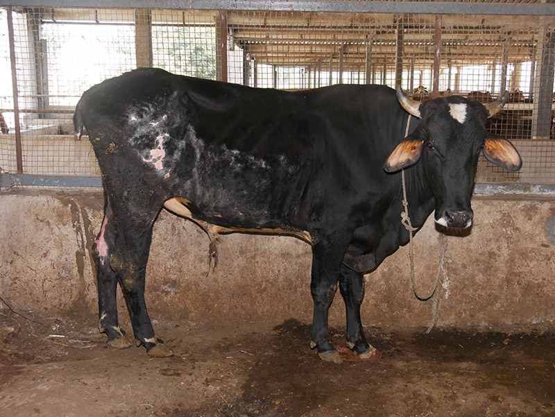 Gau Seva at Andh Apang Gau Aashram - Wankaner