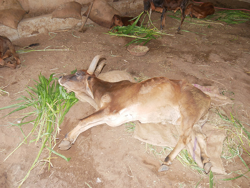 Gau Seva at Andh Apang Gau Aashram - Wankaner