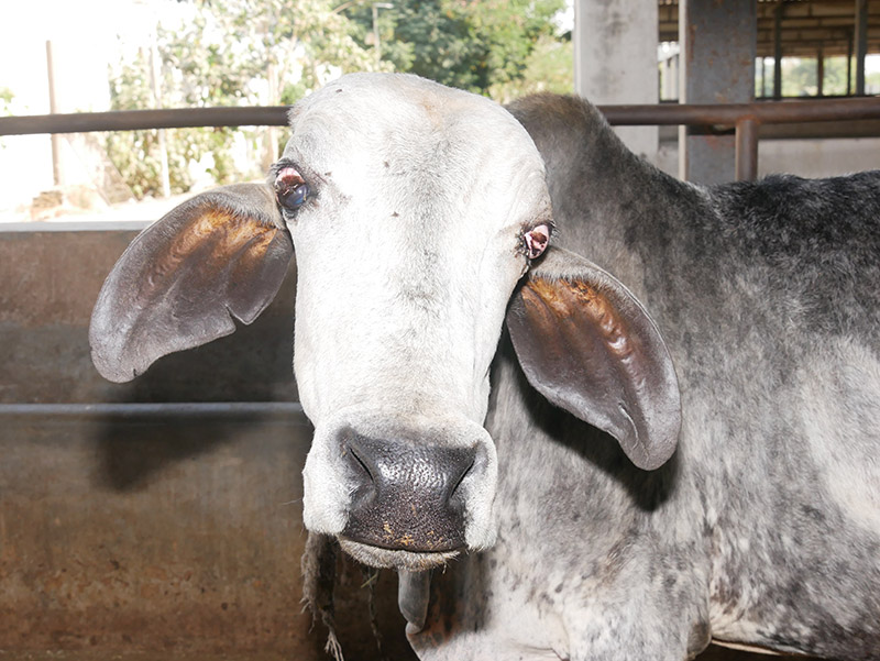 Gau Seva at Andh Apang Gau Aashram - Wankaner