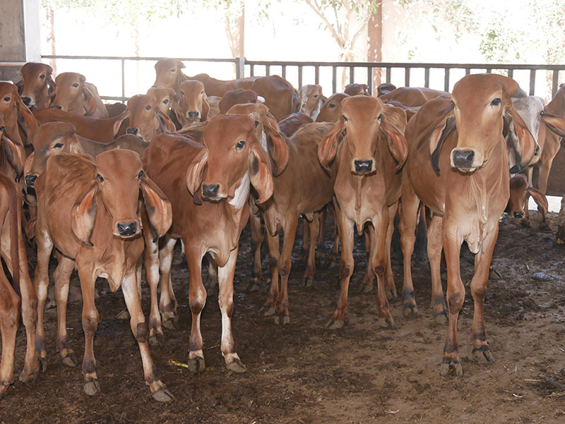 Gau Seva at Andh Apang Gau Aashram - Wankaner