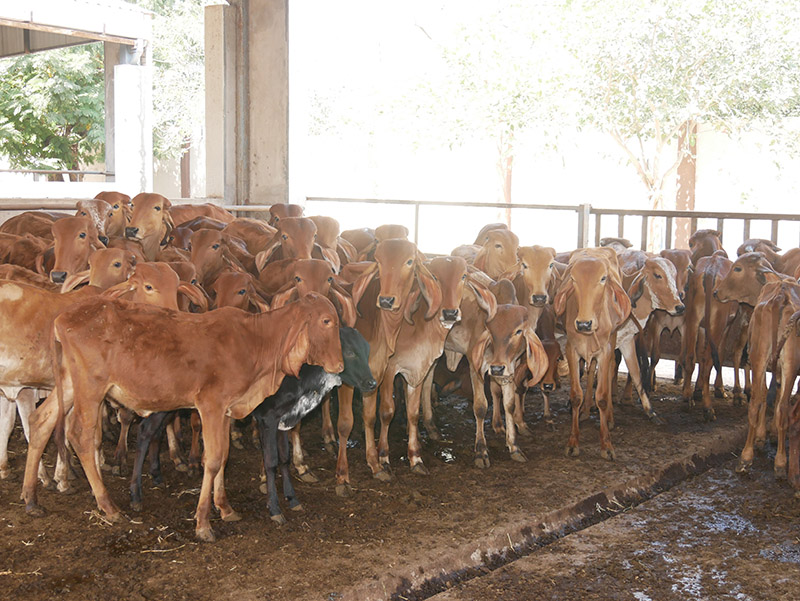 Gau Seva at Andh Apang Gau Aashram - Wankaner