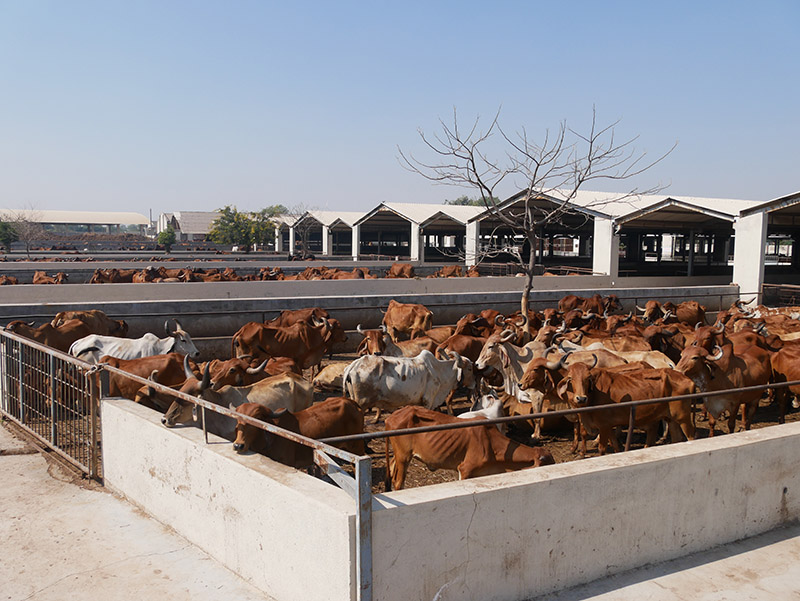 Andh - Apang Gau Aashram is situated at Gopal Vadi in Wankaner Taluka of Morbi District, Gujarat.