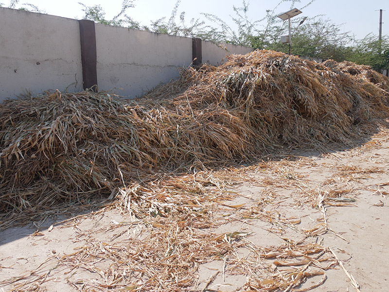 Andh - Apang Gau Aashram is situated at Gopal Vadi in Wankaner Taluka of Morbi District, Gujarat.