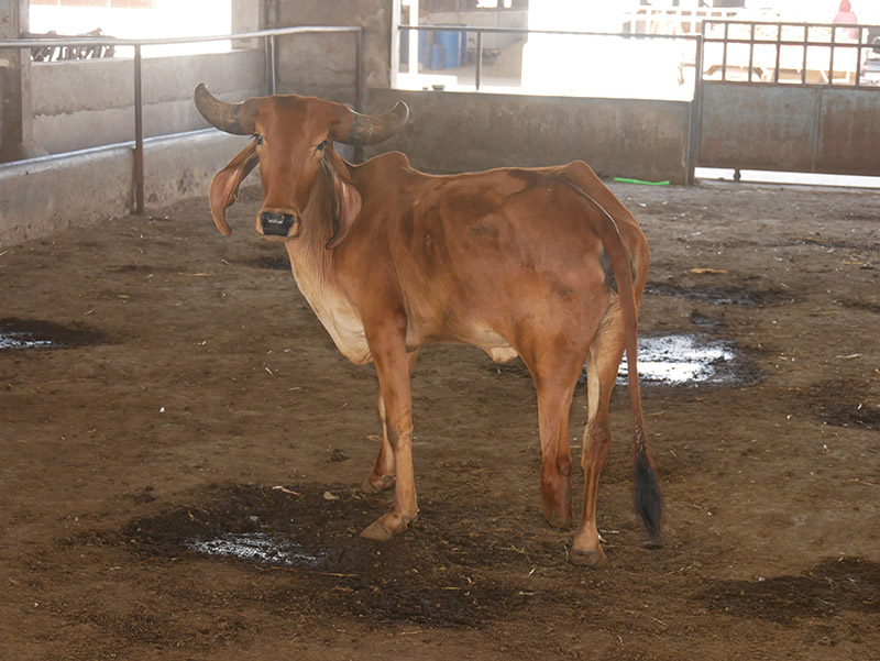 Gau Seva at Andh Apang Gau Aashram - Wankaner