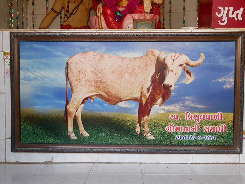 Andh - Apang Gau Aashram is situated at Gopal Vadi in Wankaner Taluka of Morbi District, Gujarat.