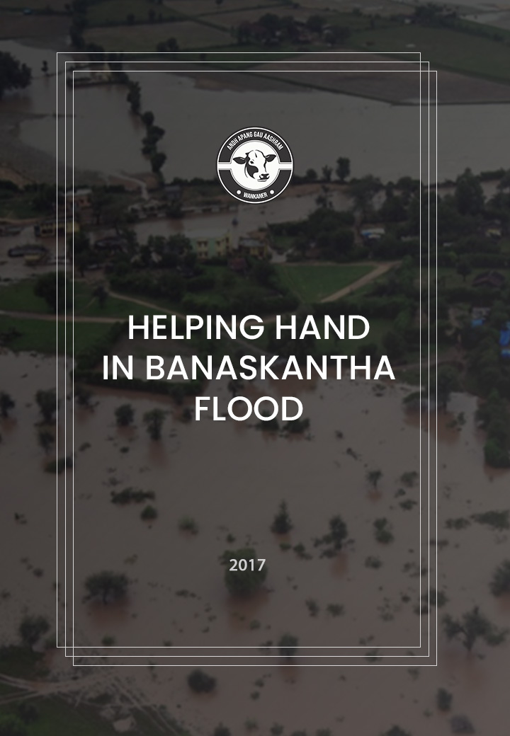 Helping Cows In Banashkantha Flood With Food by Andh Apang Gau Aashram Wankaner