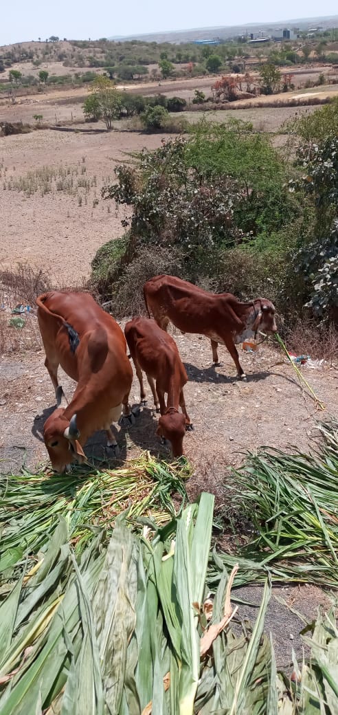 Special Initiative During Covid-19 by Andh Apang Gau Aashram Wankaner Gau Sevak