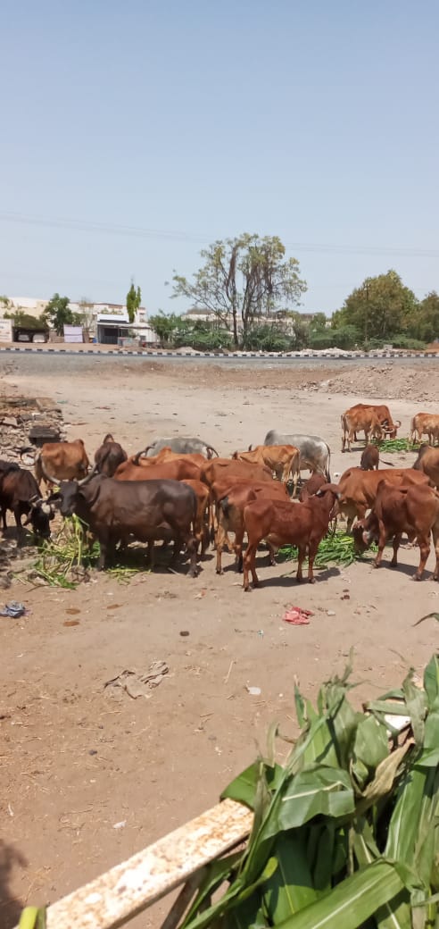 Special Initiative During Covid-19 by Andh Apang Gau Aashram Wankaner Gau Sevak