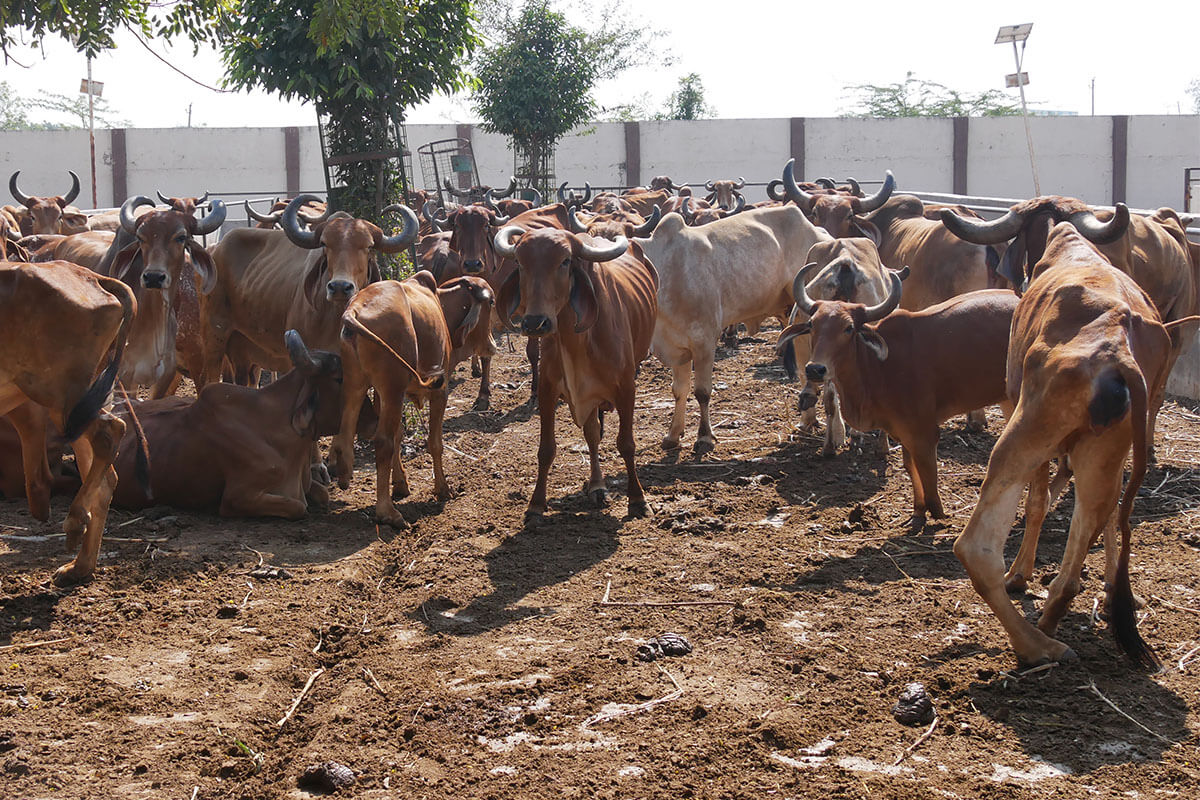 Gopal Vadi, Andh Apang Gau Aashram (Gaushala) - Wankaner
