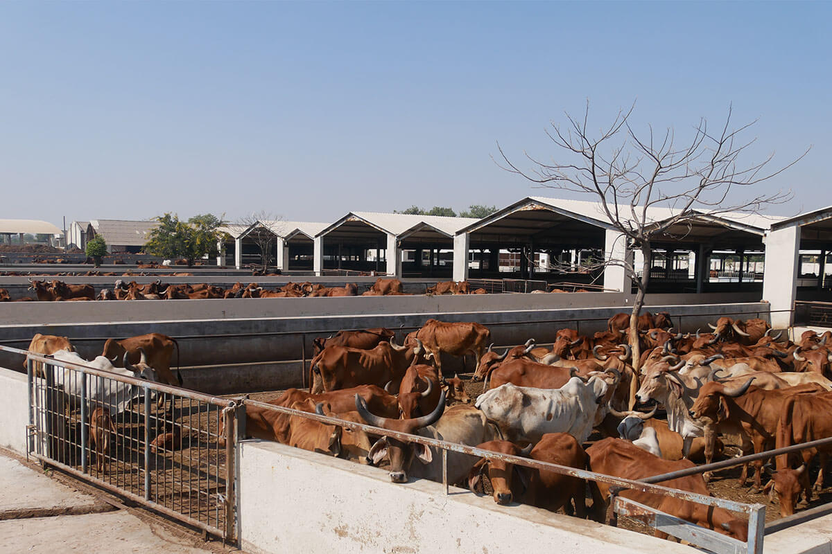 Gopal Vadi, Andh Apang Gau Aashram (Gaushala) - Wankaner