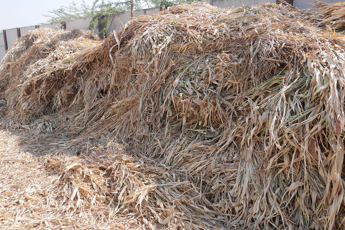 Gopal Vadi, Andh Apang Gau Aashram (Gaushala) - Wankaner