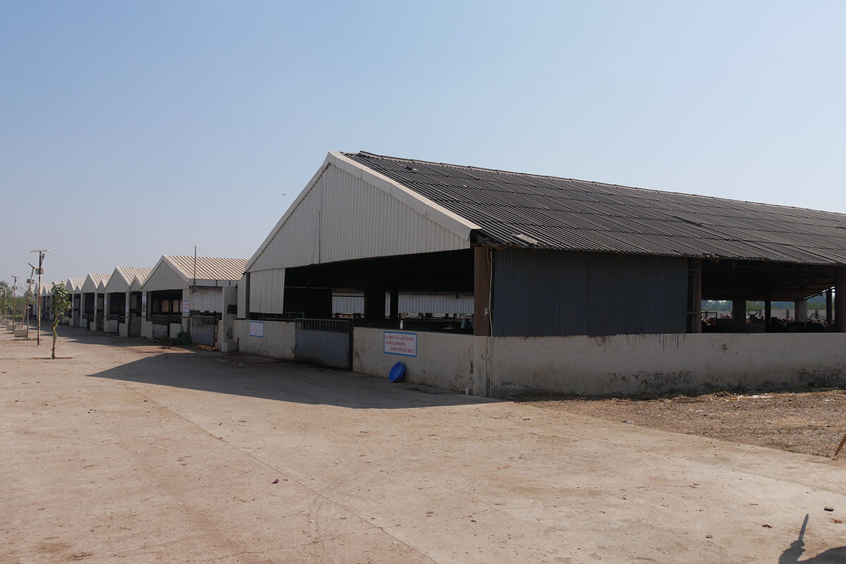 Gopal Vadi, Andh Apang Gau Aashram (Gaushala) - Wankaner