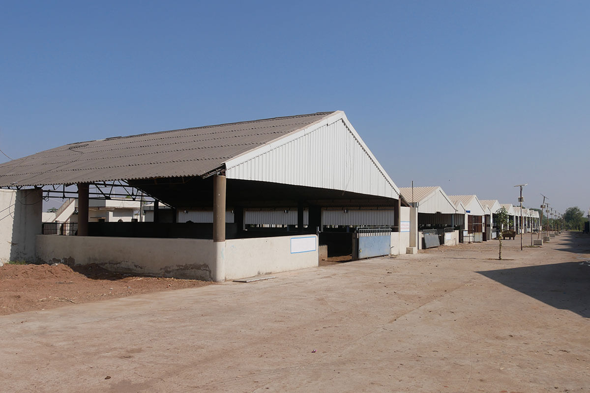 Gopal Vadi, Andh Apang Gau Aashram (Gaushala) - Wankaner