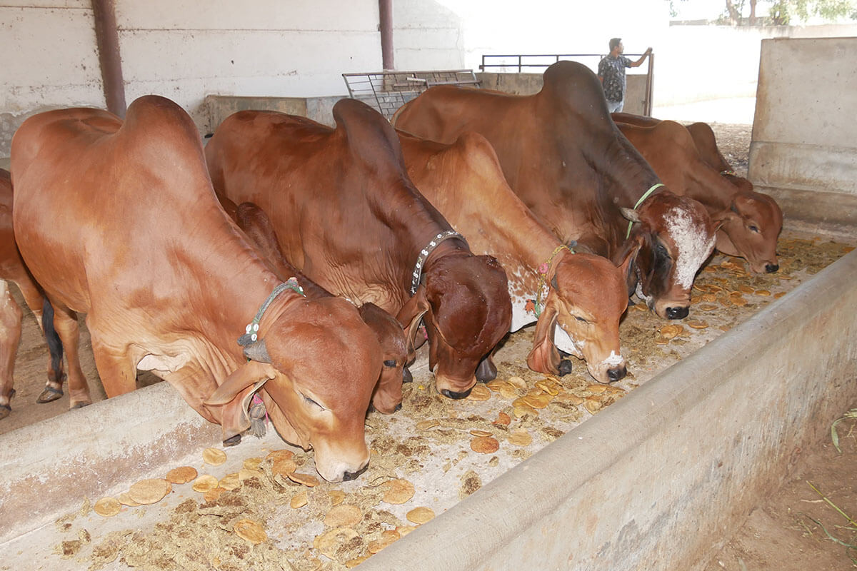 Gopal Vadi, Andh Apang Gau Aashram (Gaushala) - Wankaner