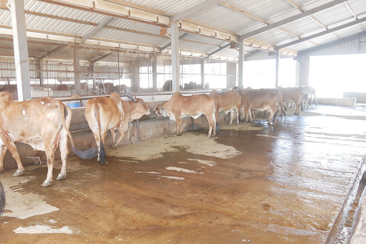 Gopal Vadi, Andh Apang Gau Aashram (Gaushala) - Wankaner