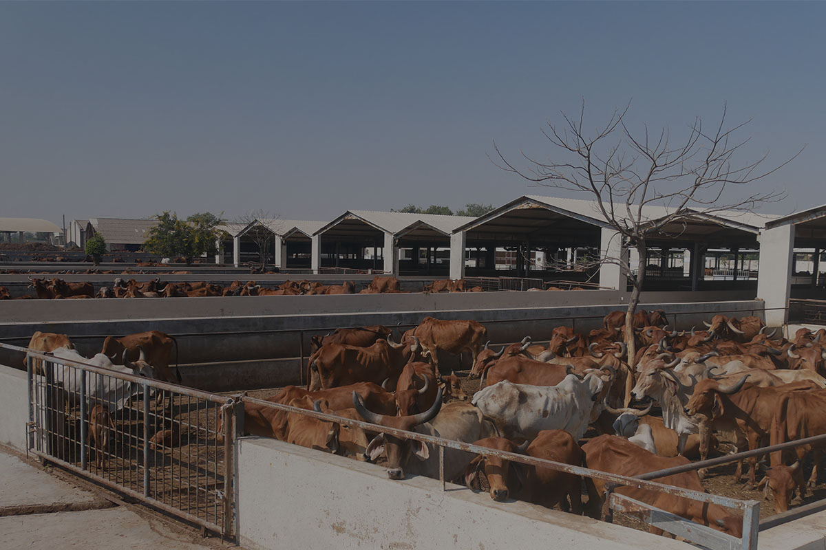 Gau Seva at Andh Apang Gau Aashram - Wankaner