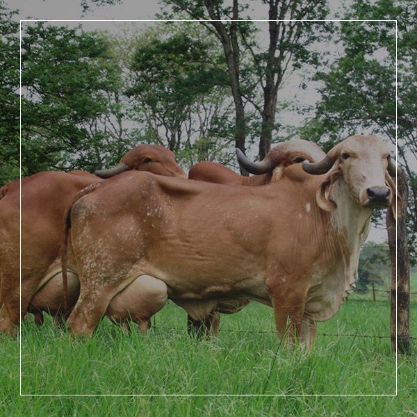 Gau Samvardhan at Andh Apang Gau Aashram Wankaner - Gujarat