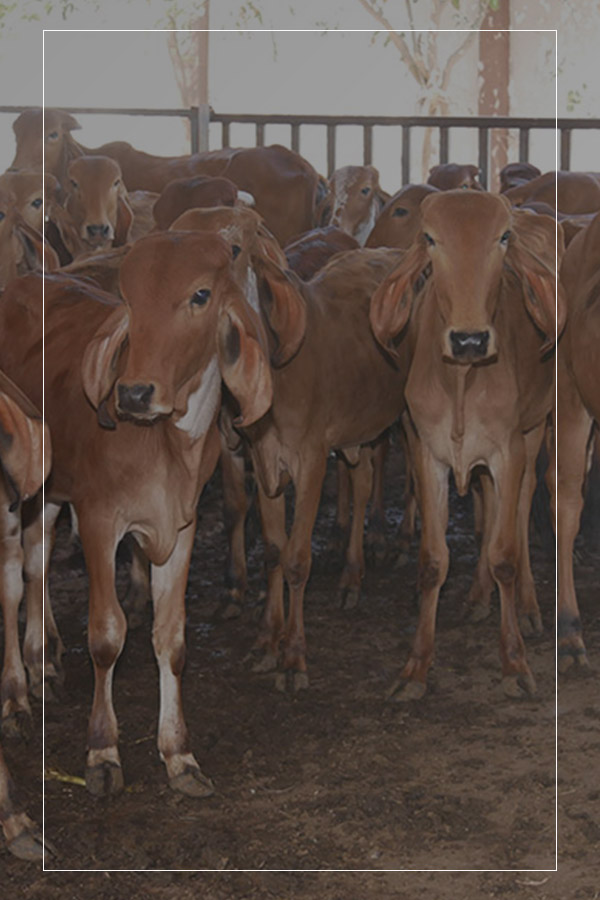 Andh Apang Gaushala - Wankaner